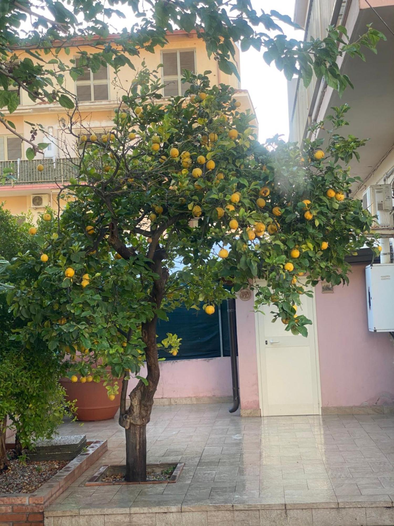 L'Albero Di Limoni Sul Mare Di Pizzo Villa Buitenkant foto