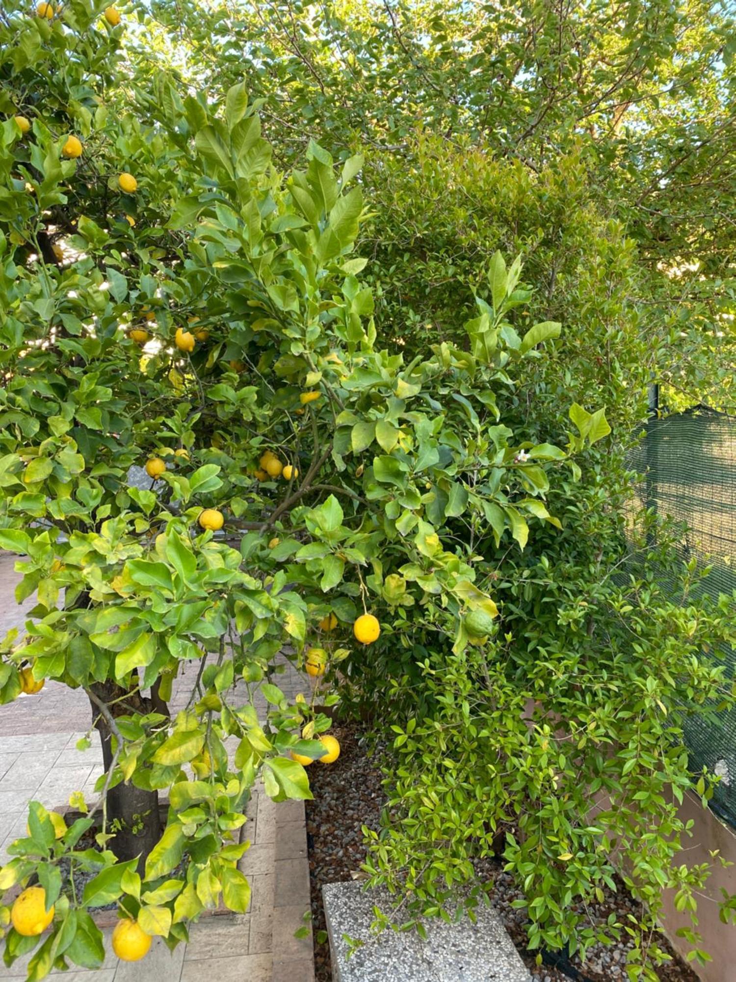L'Albero Di Limoni Sul Mare Di Pizzo Villa Buitenkant foto